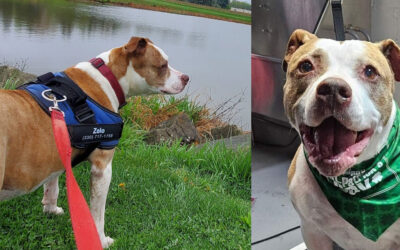 How One Shelter Dog Changed My Life