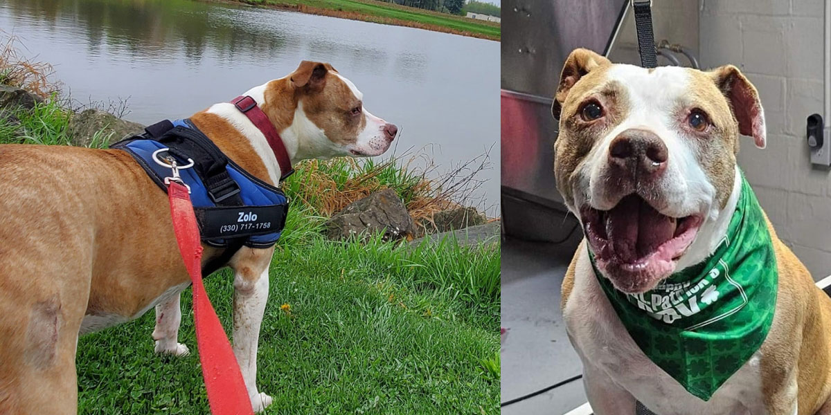 Zolo the shelter dog who changed Doug Sears’ life
